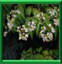 HEPTACODIUM - HEPTACODIUM MICONIOIDES
