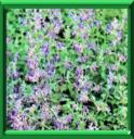 HERE A CHAT - NEPETA