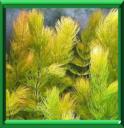 HERBE A CORNES - CERATOPHYLLUM DEMERSUM