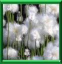 HERBE A COTON - ERIOPHORUM
