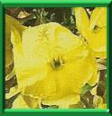 HERBE AUX ANES - OENOTHERA BIENNIS