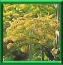 HERBE AUX ANGES - ANGELICA ARCHANGELICA