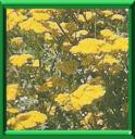 HERBE AUX CHARPENTIERS - ACHILLEA MILLEFOLIUM