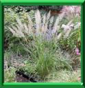HERBE AUX DIAMANTS - STIPA BRACHYTRICHA
