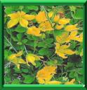 HERBE AUX ECUS - LYSIMACHIA NUMMULARIA