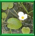 HERBE AUX GRENOUILLES - HYDROCHARIS MARSUS RANAE