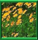 HERBE AUX PANTHERES - DORONICUM PARDALIANCHES