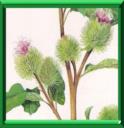 HERBE AUX TEIGNEUX - ARCTIUM LAPPA