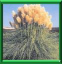HERBE DE LA PAMPA - GYNERIUM CORTADERIA