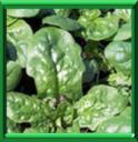 HERBE DE PERSE - SPINACIA OLERACEA