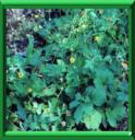 HERBE DE SAINT BENOIT - GEUM URBANUM