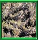 HERBE DE SAINT JULIEN - SATUREJA HORTENSIS
