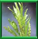 HERBE DU CAP - APONOGETON DISTACHYUM