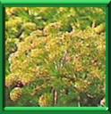HERBE DU SAINT ESPRIT - ANGELICA ARCHANGELICA