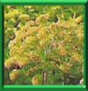 HERBE IMPERIALE - ANGELICA ARCHANGELICA