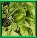 HERBE ROYALE - OCIMUM BASILICUM