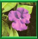 HIER AUJOURD'HUI? DEMAIN - BRUNFELSIA PAUCIFLORA