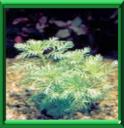 HOTTONIE DES MARAIS - HOTTONIA PALUSTRIS