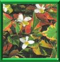 HOUTTUYNIA - HOUTTUYNIA CORDATA