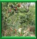 HOUX COMMUN - ILEX AQUIFOLIUM