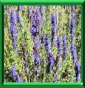 HYSOPE OFFICINALE - HYSSOPUS OFFICINALIS