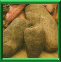 IGNAME DE CHINE - DIOSCOREA BATATAS