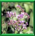 IMMORTELLE BLEUE - LIMONIUM VULGARE