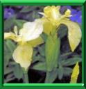 JACINTHE D'EAU - EICHHORNIA CRASSIPES