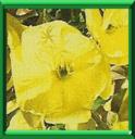 JAMBON DE SAINT ANTOINE - OENOTHERA BIENNIS