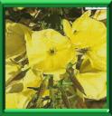 JAMBON DU JARDINIER - OENOTHERA BIENNIS