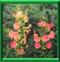 JASMIN DE VIRGINIE - CAMPSIS RADICANS ou TECOMA RADICANS