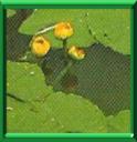 JAUNET D'EAU - NUPHAR LUTEA