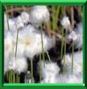 JONC A COTON - ERIOPHORUM
