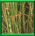 JONC DES CHAISIERS - SCIRPUS LACUSTRIS