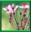 JONC FLEURI - BUTOMUS UMBELLATUS
