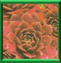 JOUBARBE DES TOITS - SEMPERVIVUM TECTORUM