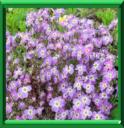 JULIENNE DE MAHON - MALCOMIA MARITIMA