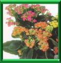 KALANCHOE - KALANCHOE