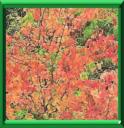 KATSURA - CERCIDIPHYLLUM JAPONICUM