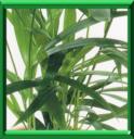KENTIA - HOWEA FORSTERIANA