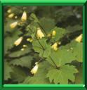 KIRENGOSHOMA - KIRENGOSHOMA PALMATA