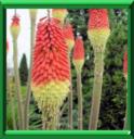 KNIPHOFIA - KNIPHOFIA