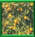 KUMQUAT - FORTUNELLA MARGARITA