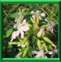 HERBE A SAVON - SAPONARIA OFFICINALIS