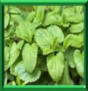 HERBE AU CITRON - MELISSA OFFICINALIS