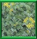 HERBE DE GRACE - RUTA GRAVEOLENS