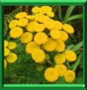 HERBE DE SAINT MARC - TANACETUM ou CHRYSANTHEMUM VULGARE
