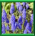 JACINTHE A GRAPPES - MUSCARI ARMENIACUM