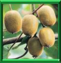 GROSEILLE DE CHINE - ACTINIDIA CHINENSIS ou ACTINIDIA DELICIOSA