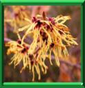 HAMAMELIS DE VIRGINIE - HAMAMELIS VIRGINIANA